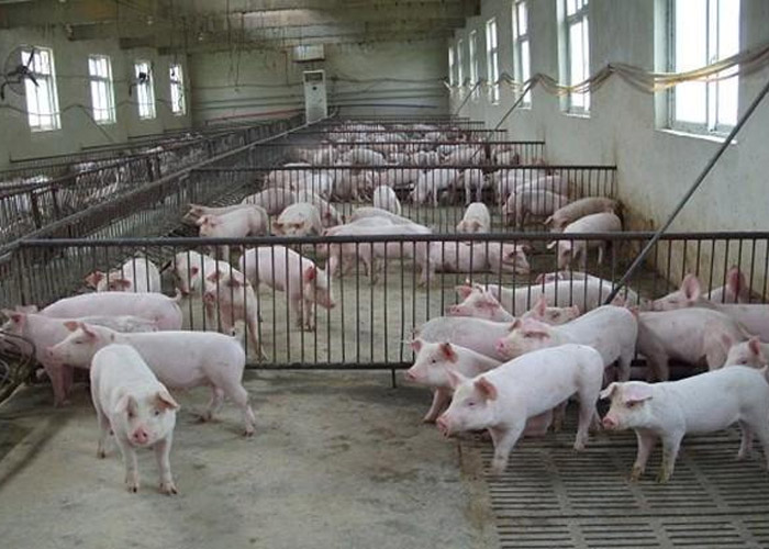猪场常备这八类药 不怕猪养不好!