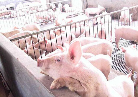 猪价继续上涨！！满血复活or回光返照？