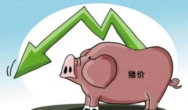 中国猪价暴跌,引全球生猪市场恐慌!